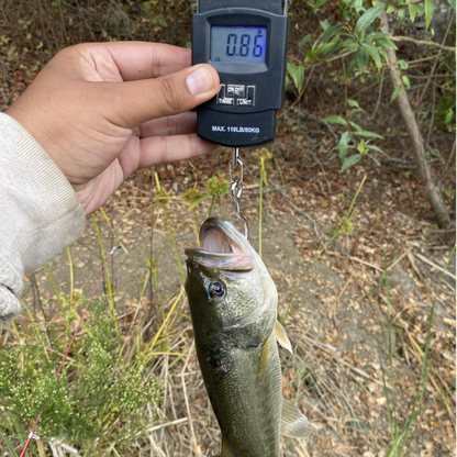 COLITT - Digital Fish Scale